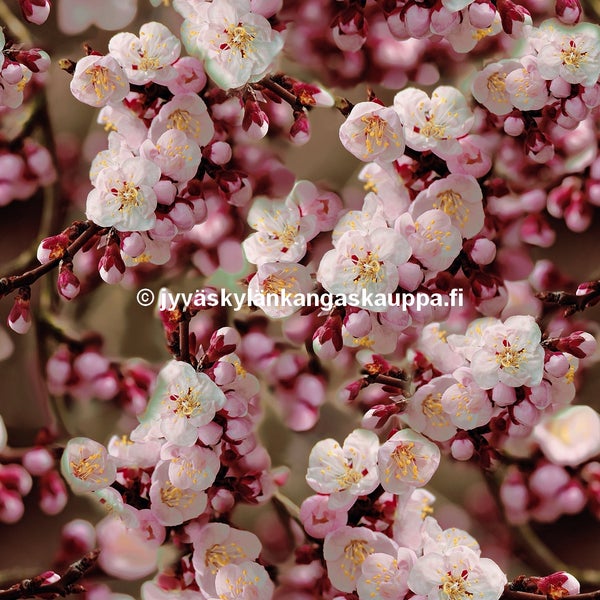 Digiprintti trikoo Cherry Blossom Pink (60cm valmispala)